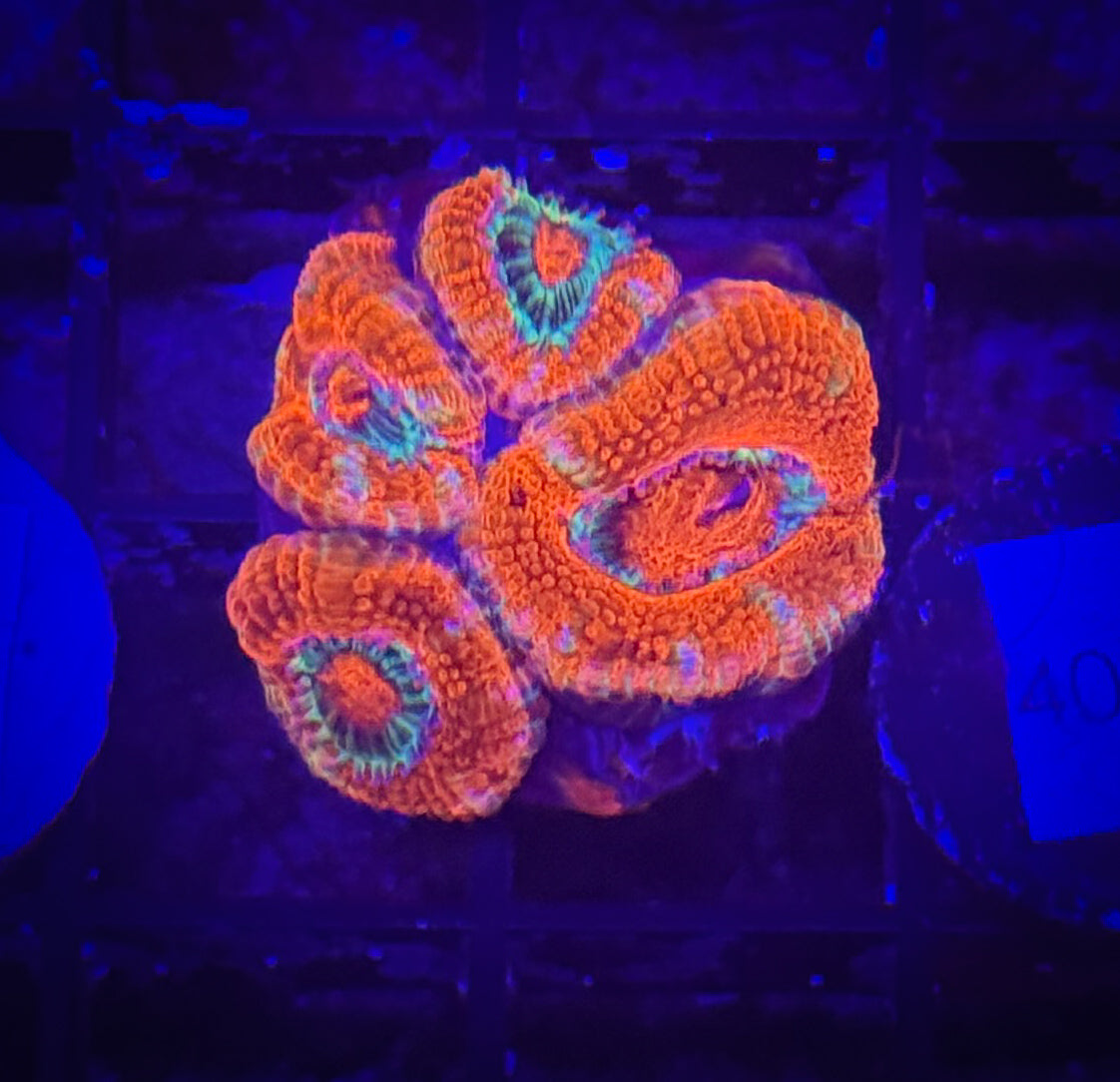 WYSIWYG Red and Blue Acan Lord Live Coral Frag SPS LPS Reef Aquarium Tank
