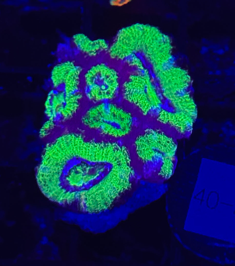 WYSIWYG Green Acan Lord Live Coral Frag Bright LPS for Reef Aquarium