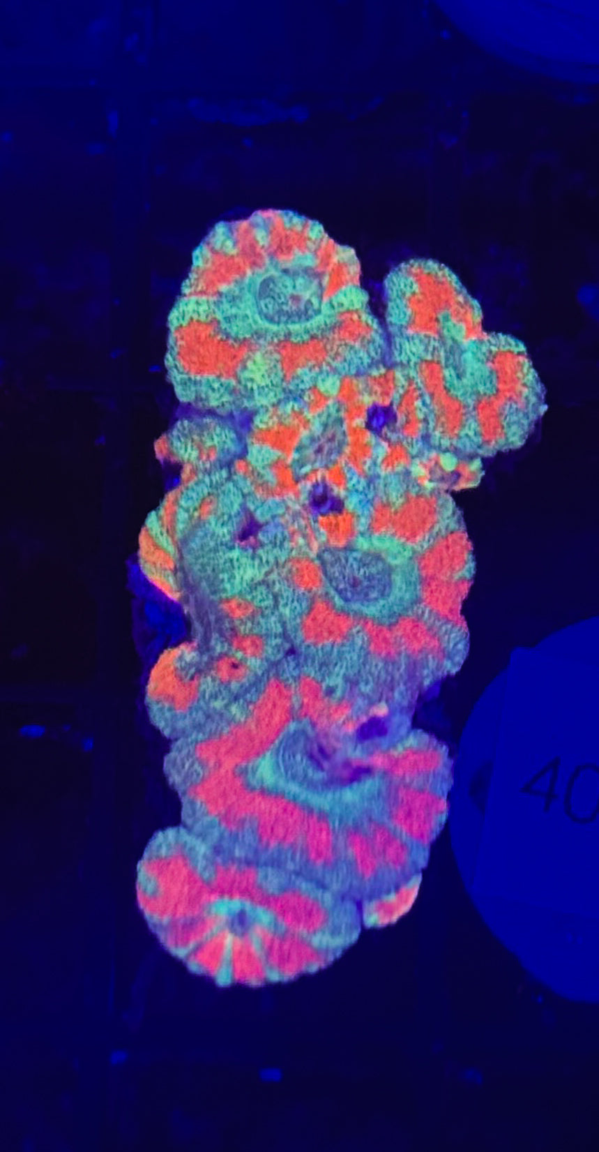 WYSIWYG Red and Blue Acan Lord Live Coral Frag SPS LPS Reef Aquarium Tank