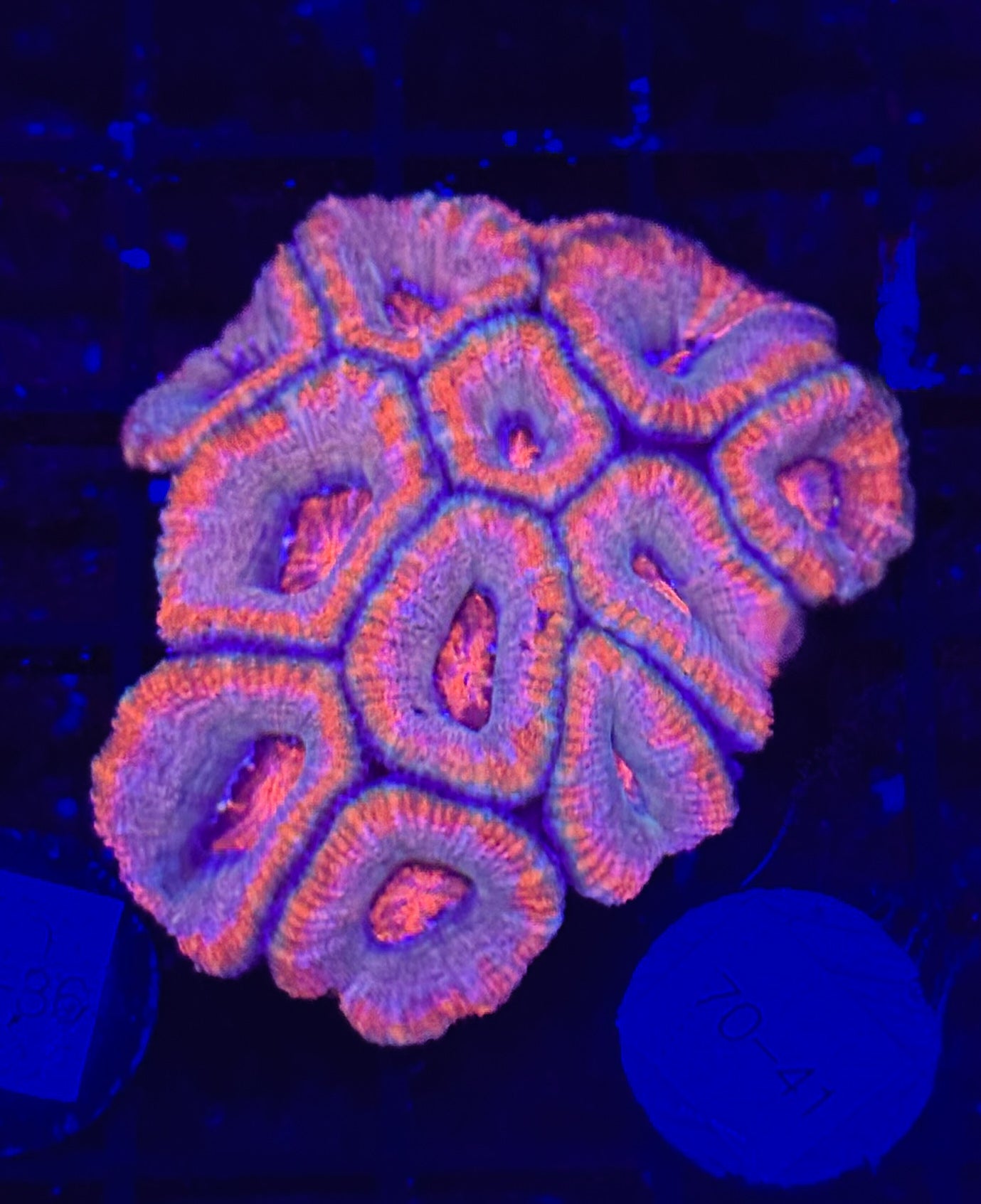 WYSIWYG Red Acan Lord Live Coral Frag SPS LPS for Reef Aquarium Tank