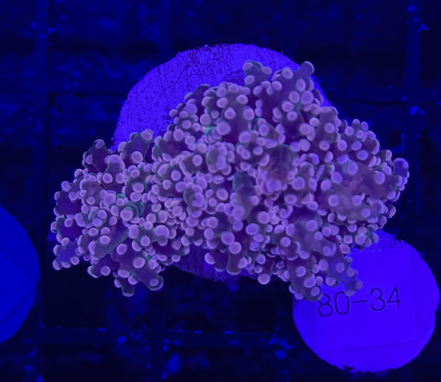 WYSIWYG Purple Frogspawn Octospawn 2 Heads