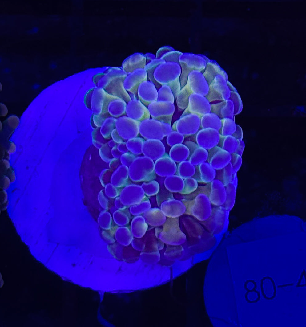 WYSIWYG Hologram Branching Hammer