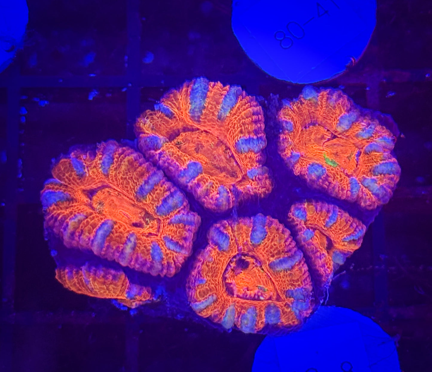 WYSIWYG Rainbow Acan Lord Live Coral Frag Vibrant LPS for Reef Aquarium