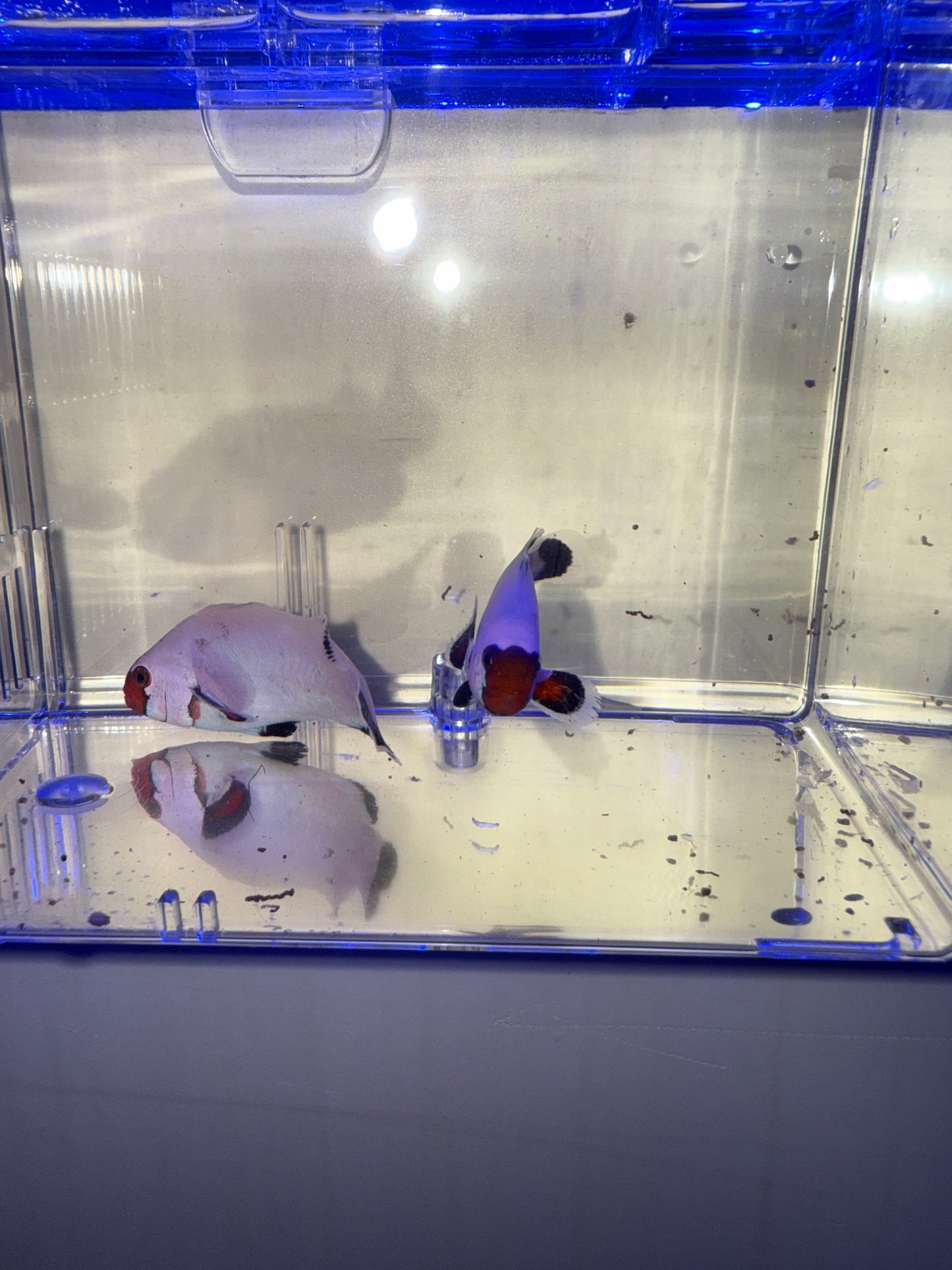 2-Pack Wyoming White Ocellaris Clownfish β Live Captive-Bred Saltwater Aquarium Fish