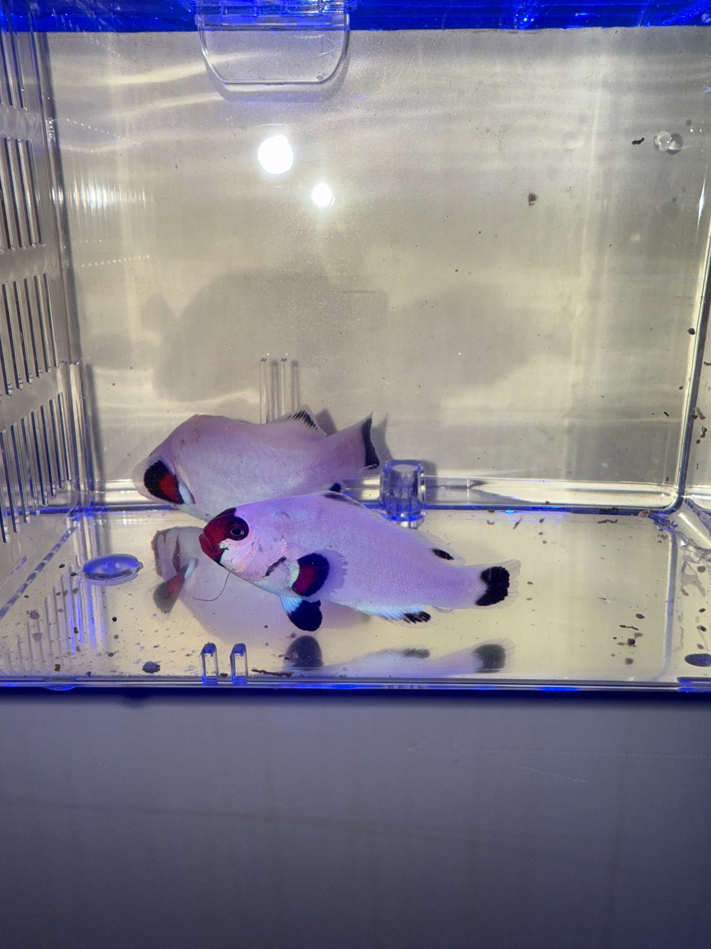 2-Pack Wyoming White Ocellaris Clownfish β Live Captive-Bred Saltwater Aquarium Fish