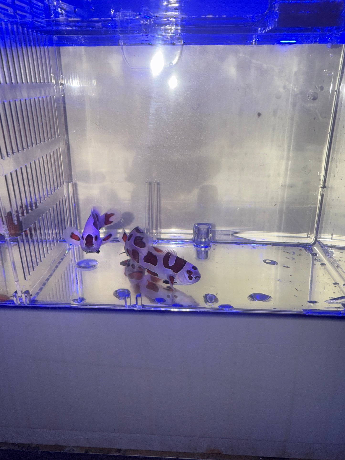 2-Pack Orange Storm Ocellaris Clownfish Live Captive Bred Saltwater Tank Fish