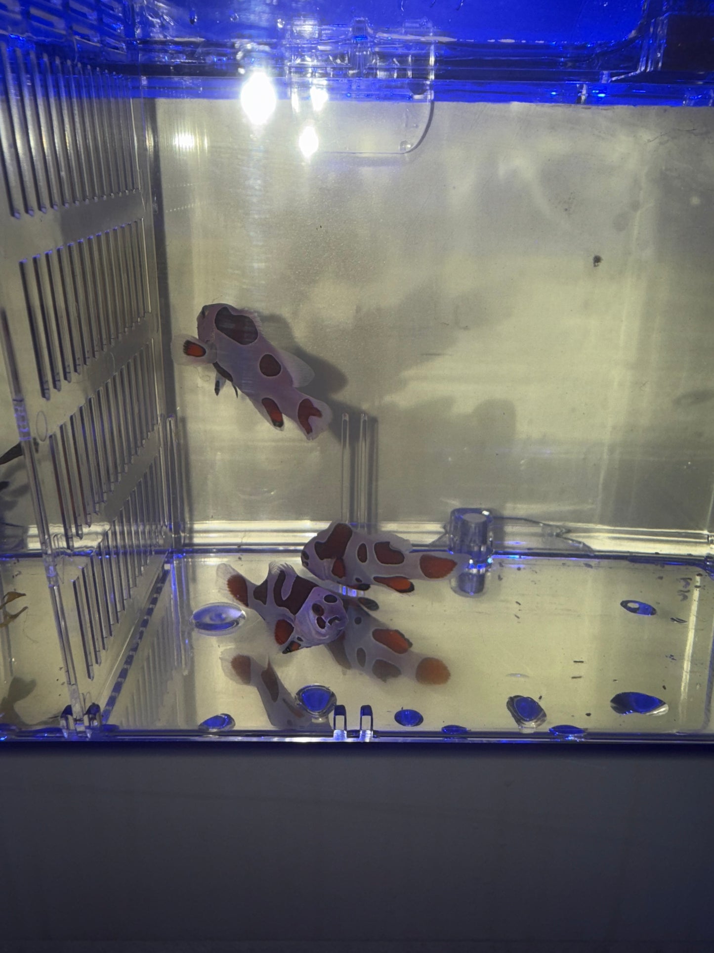 2-Pack Orange Storm Ocellaris Clownfish Live Captive Bred Saltwater Tank Fish