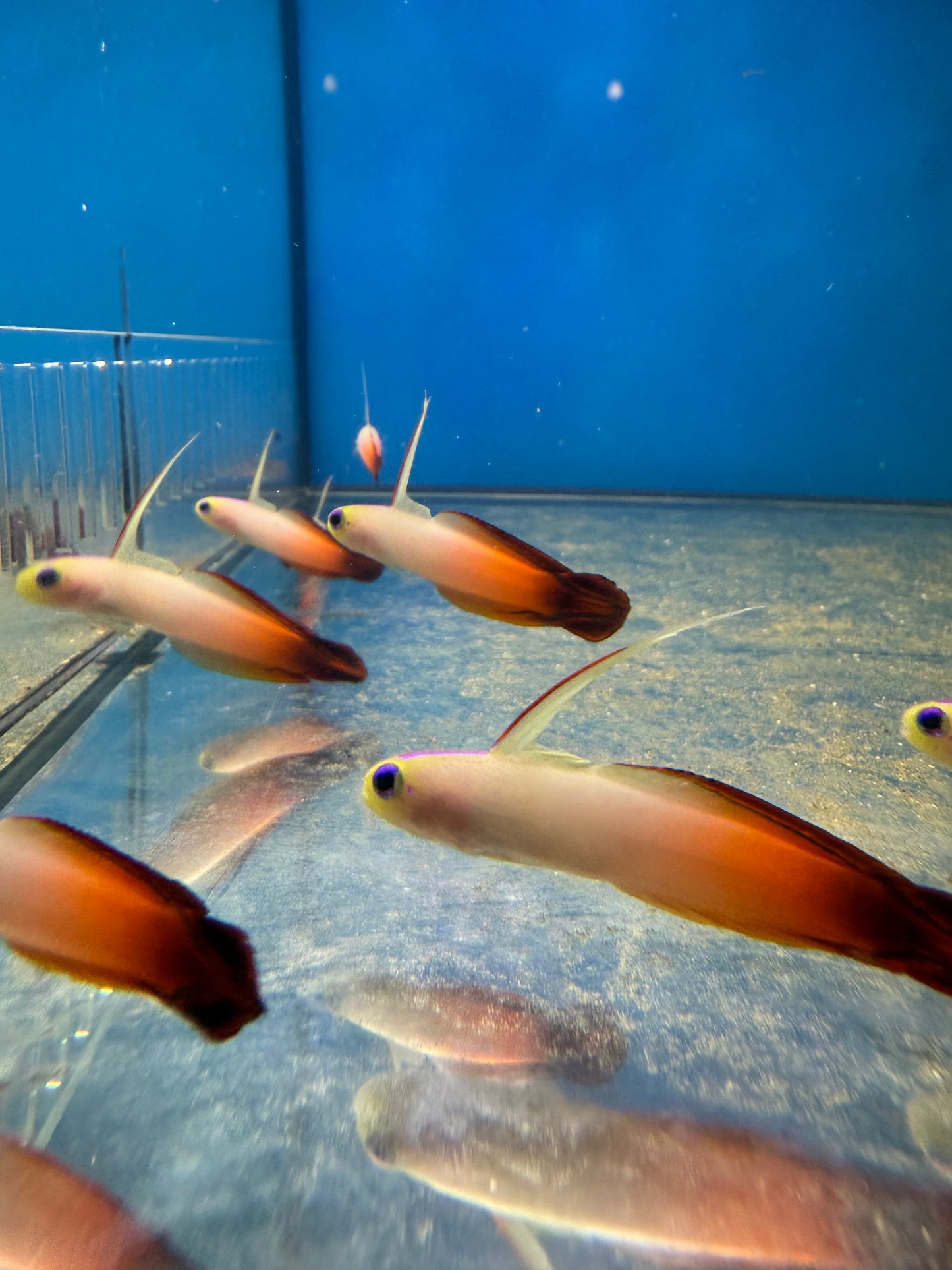 Live Firefish Goby 3-Pack – Reef-Safe Fish for Saltwater Aquariums