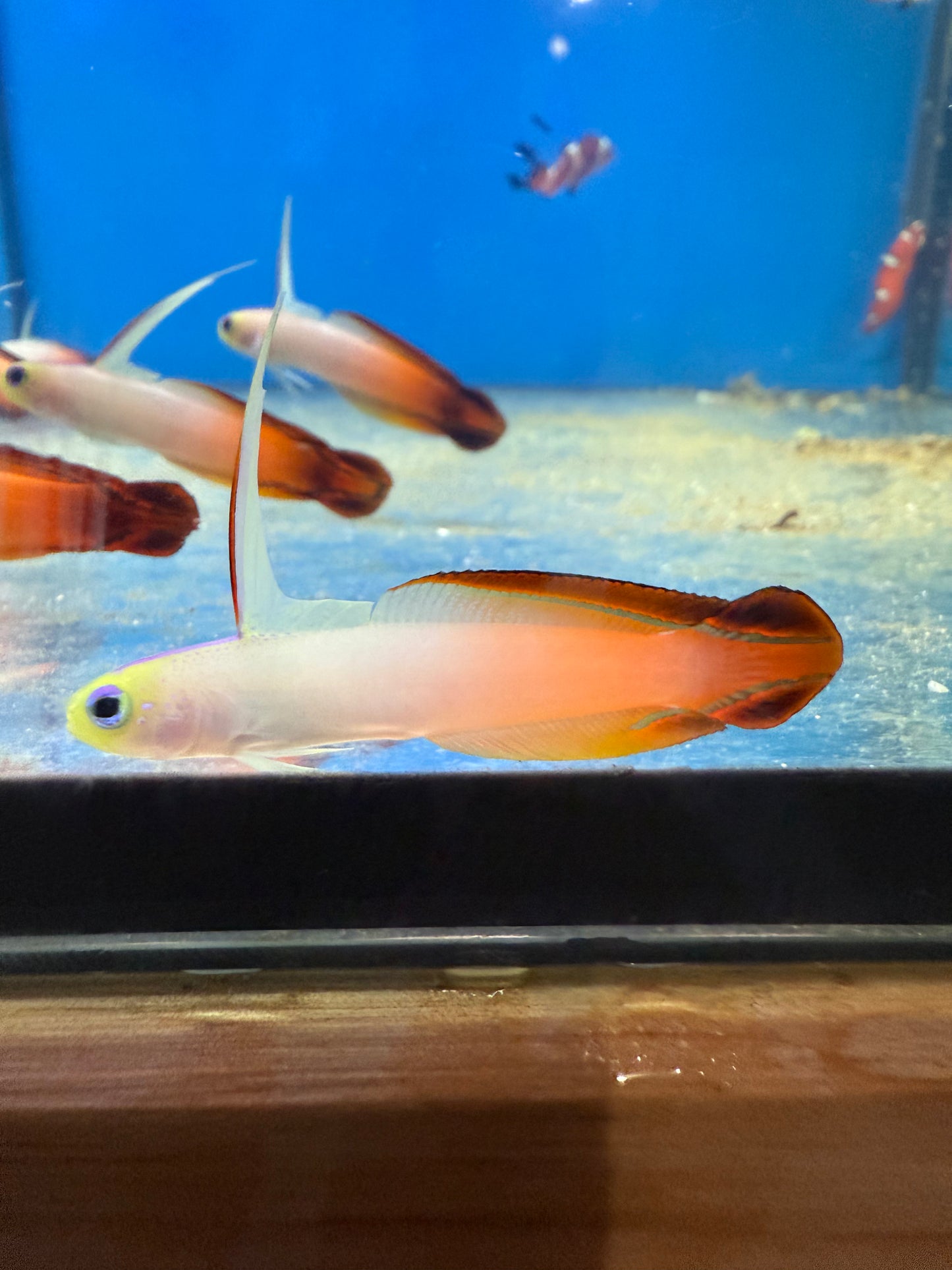 3-Pack Live Firefish Goby – Reef-Safe Fish for Saltwater Aquariums