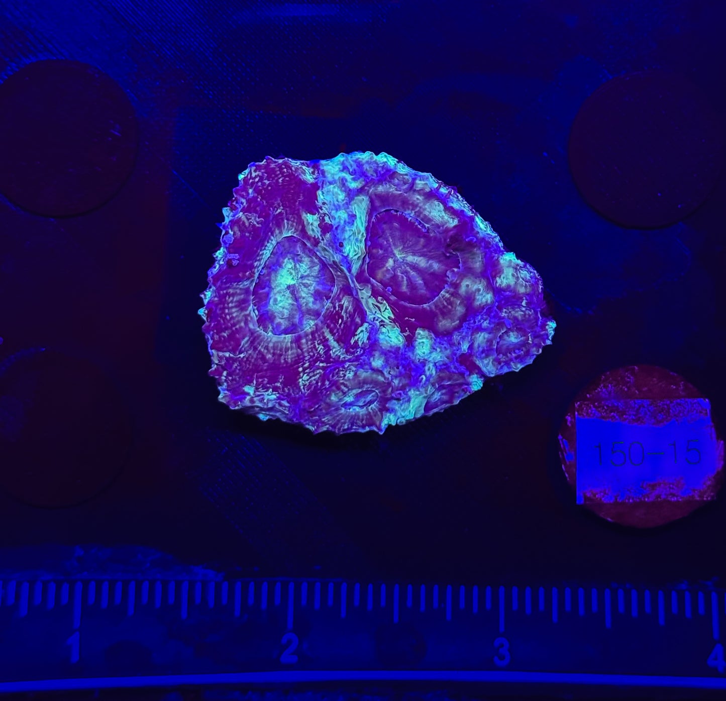 WYSIWYG Green and Blue Acan Bowerbanki