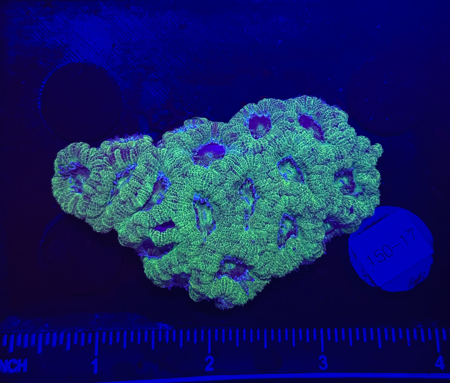 WYSIWYG Neon Green Acan Lord Live Coral Frag SPS LPS Reef Aquarium