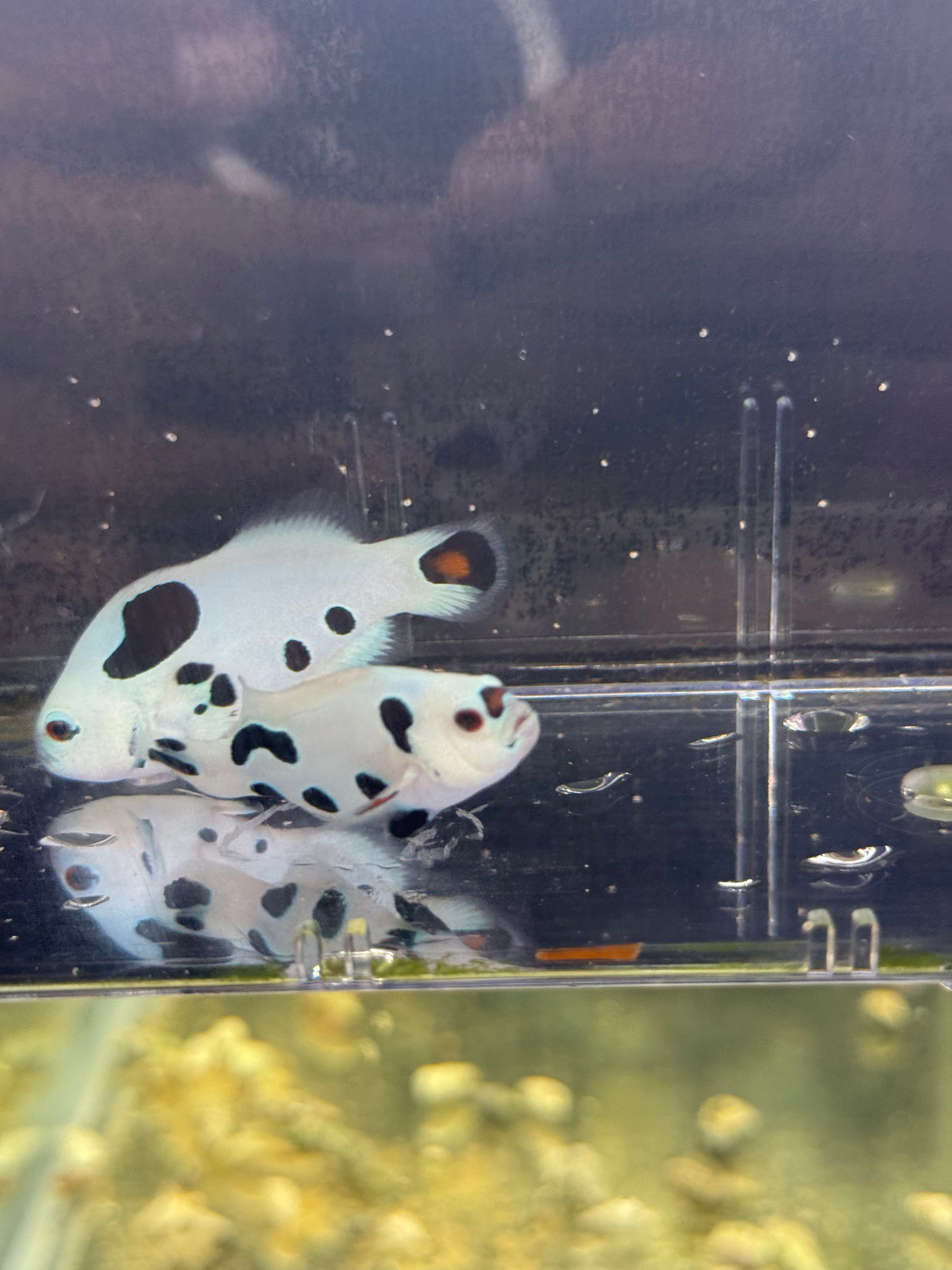 2-Pack Hybrid Storm Ocellaris Clownfish – Live Captive-Bred Saltwater Aquarium Fish