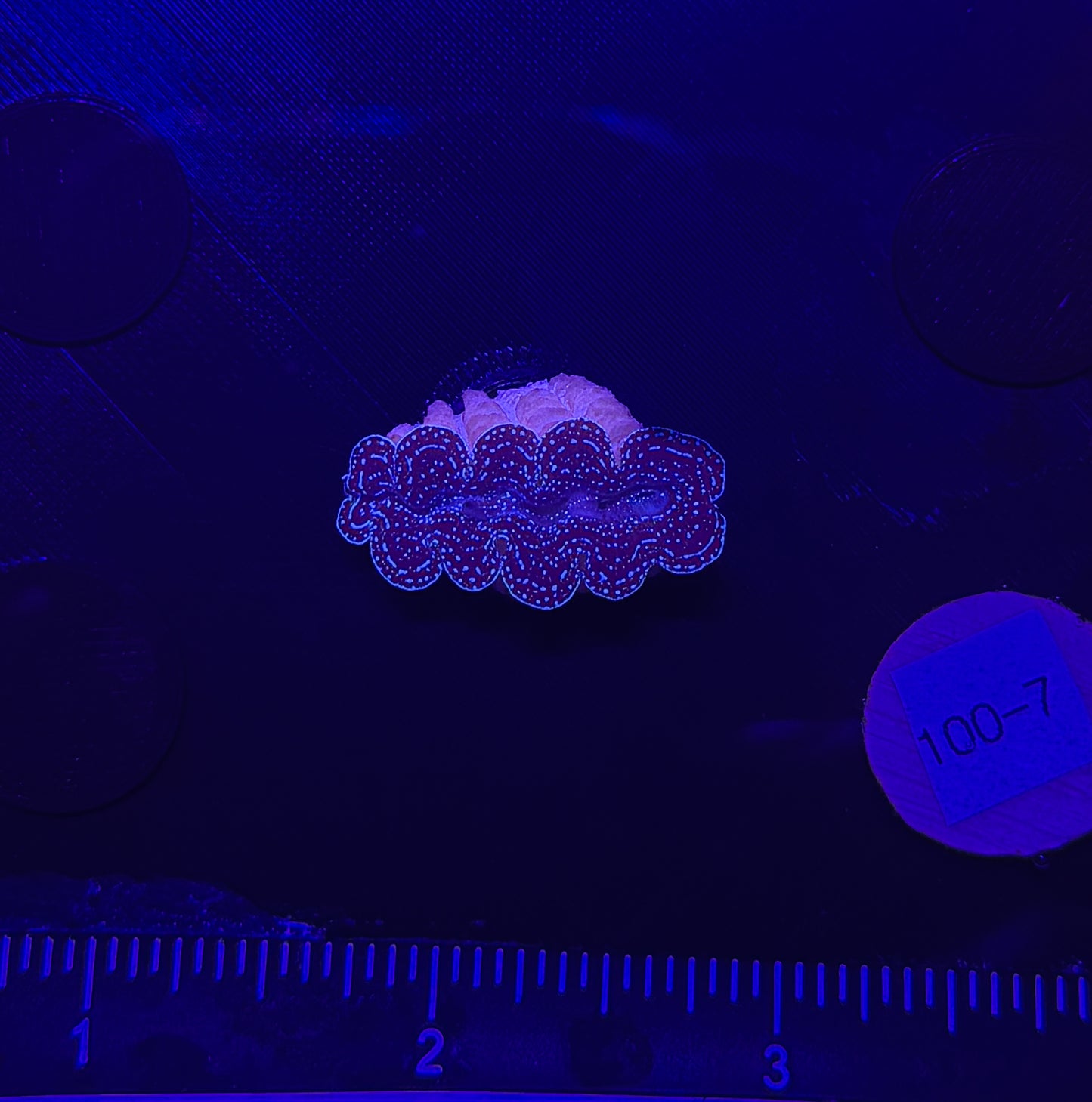 WYSIWYG Tiny Blue Crocea Clam (Tridacna crocea) β Live Saltwater Clam