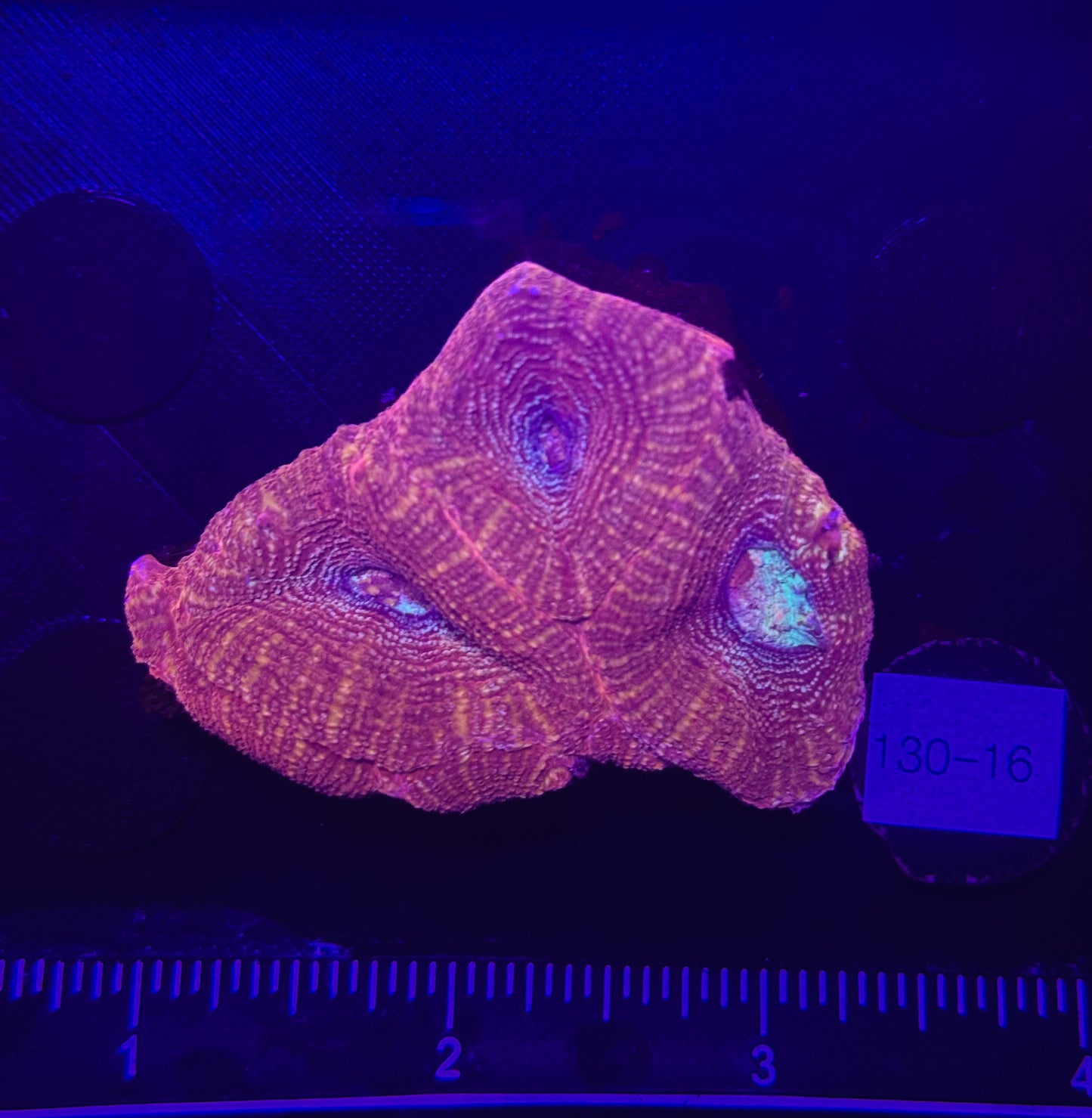 WYSIWYG Red Acan Bowerbanki