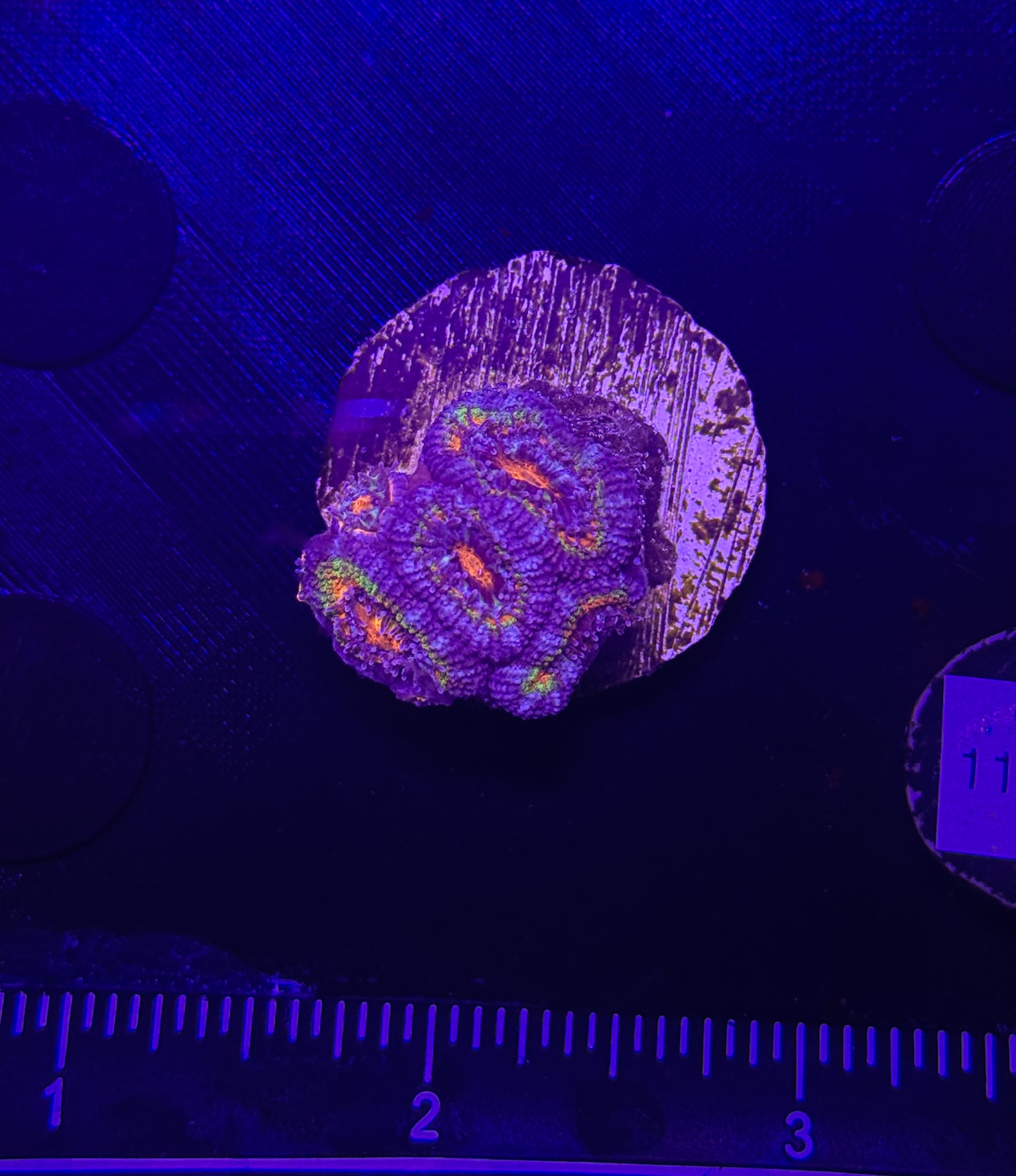 WYSIWYG Rainbow Acan Lord Live Coral Frag Vibrant LPS for Reef Aquarium