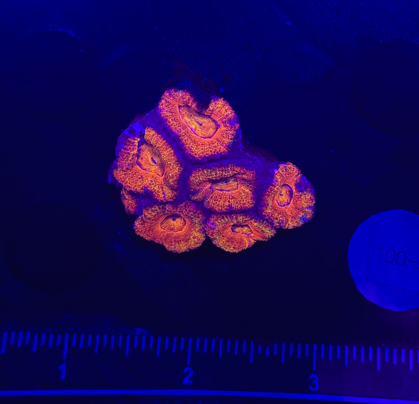 WYSIWYG Rainbow Acan Lord Live Coral Frag Vibrant LPS for Reef Aquarium