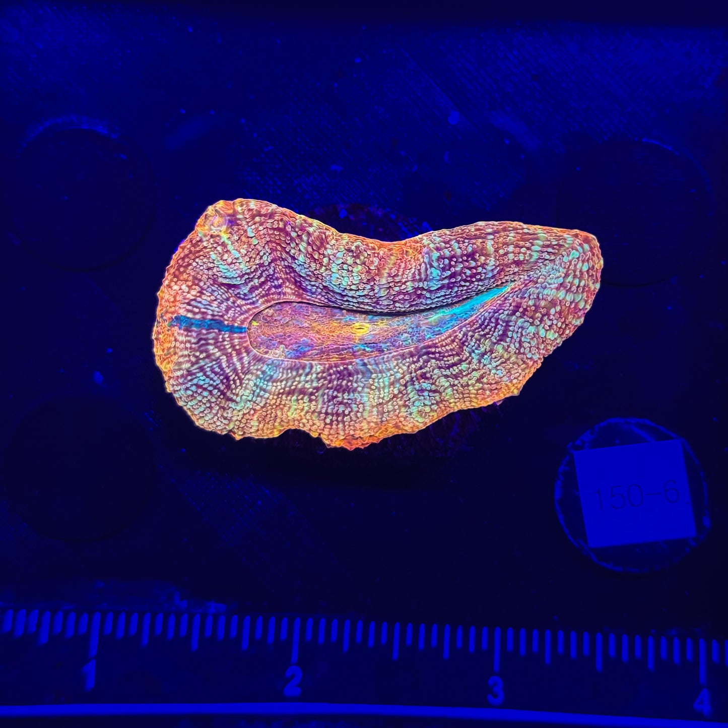 WYSIWYG Rainbow Acan Bowerbanki – Live LPS Coral for Reef Aquarium