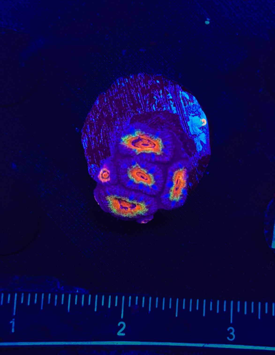 WYSIWYG Rainbow Acan Lord Live Coral Frag Vibrant LPS for Reef Aquarium