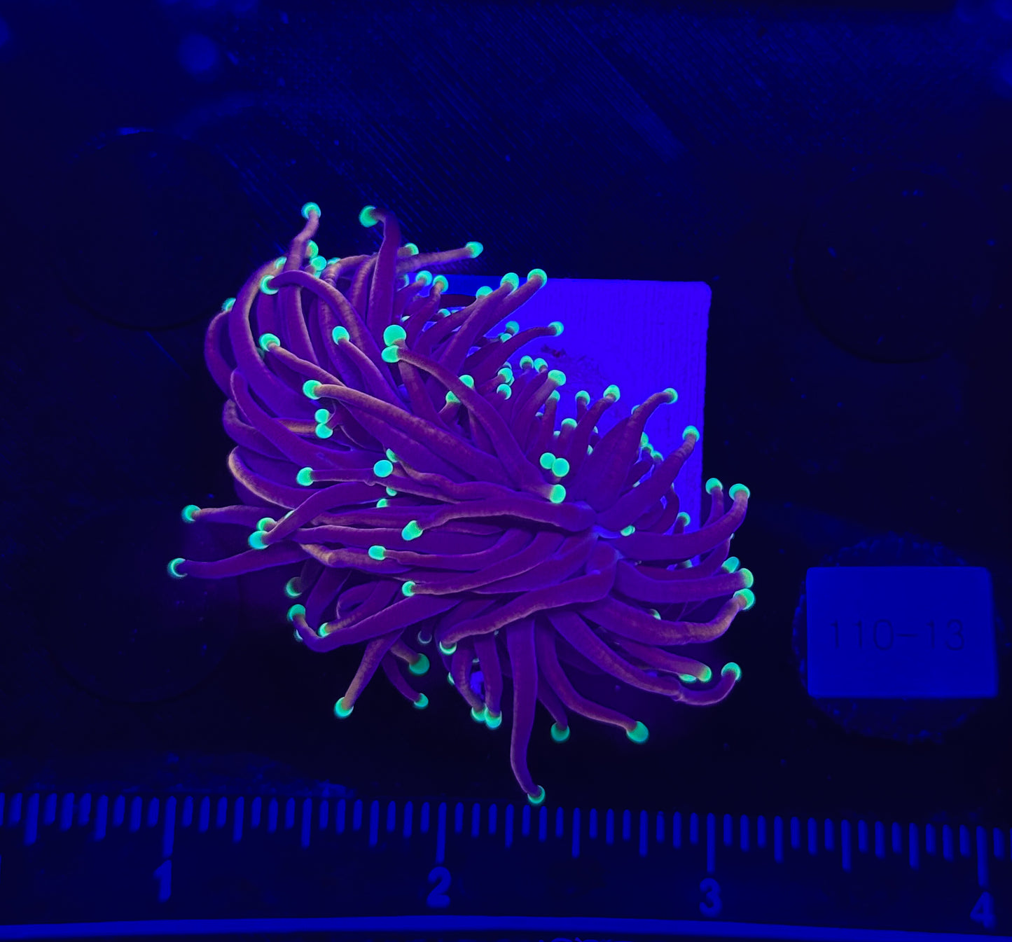 WYSIWYG Orange Peel Torch Live Coral – LPS Euphyllia for Reef Aquarium
