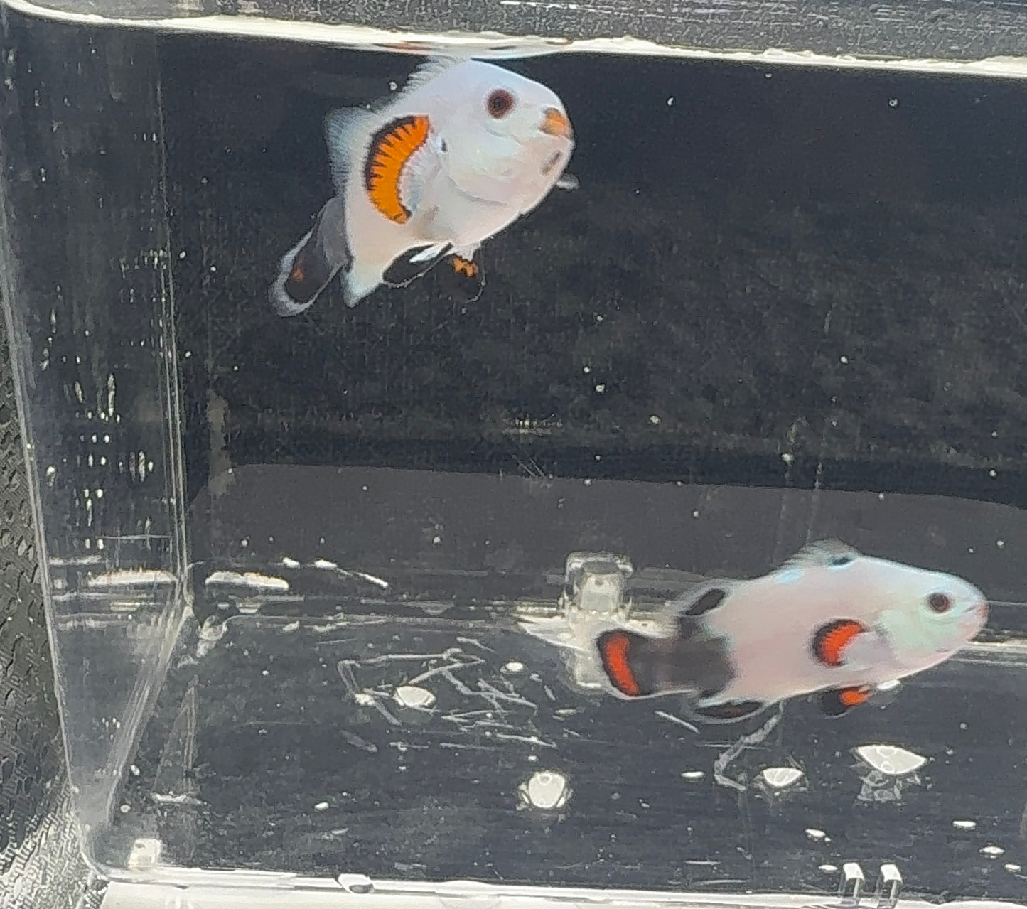 2-Pack WYSIWYG Half and Half Storm Clownfish Live Saltwater Fish Captive Bred