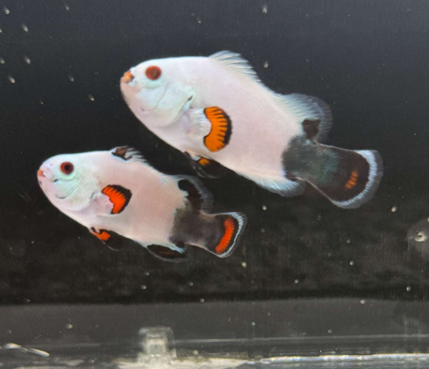 2-Pack WYSIWYG Half and Half Storm Clownfish Live Saltwater Fish Captive Bred