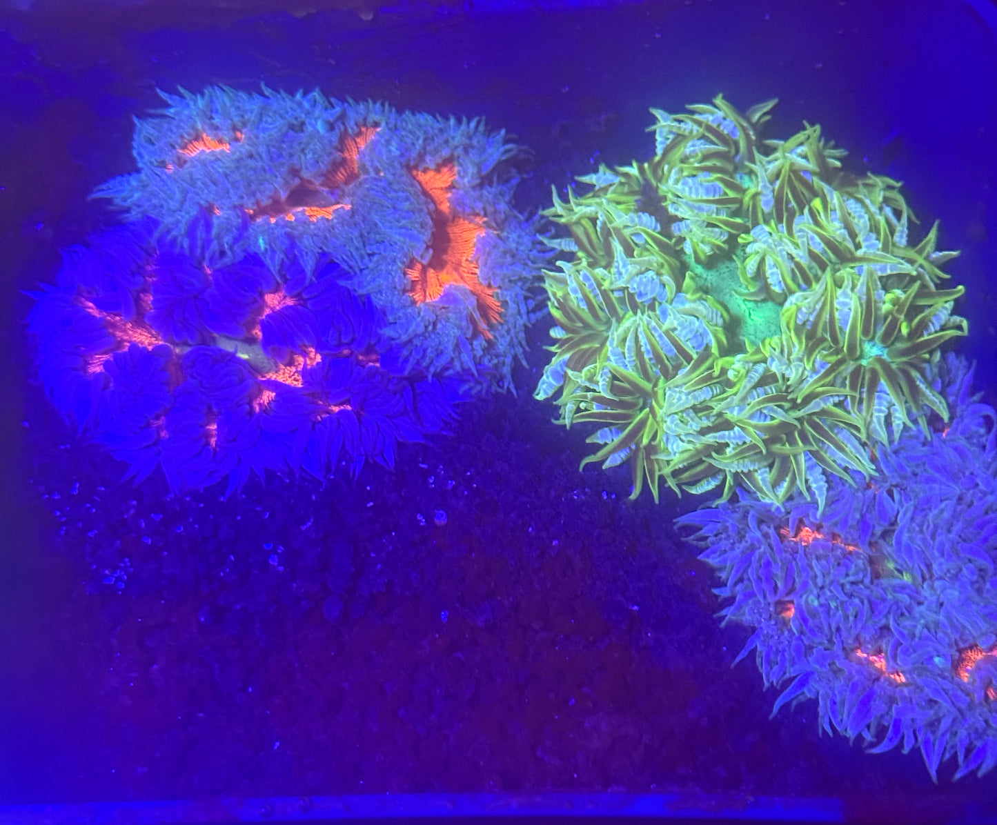 10-Pack Rock Flower Anemone Live Coral Saltwater Reef Aquarium