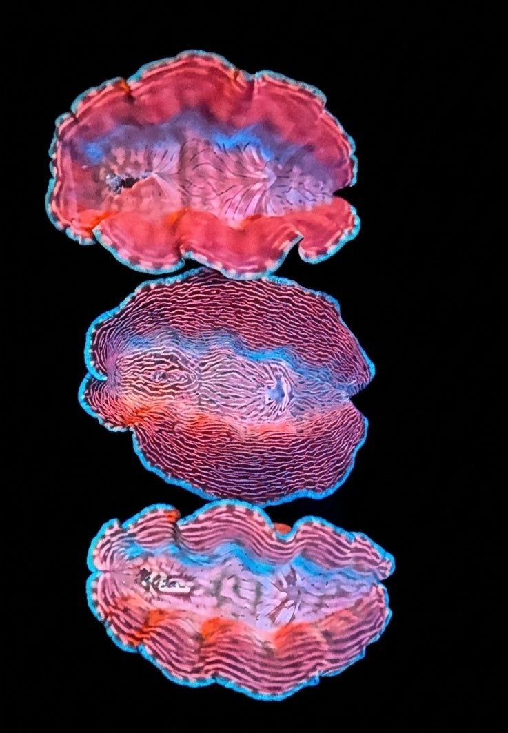 Derasa Clam Tridacna derasa Live Saltwater Reef Aquarium 2-2.5 Inch