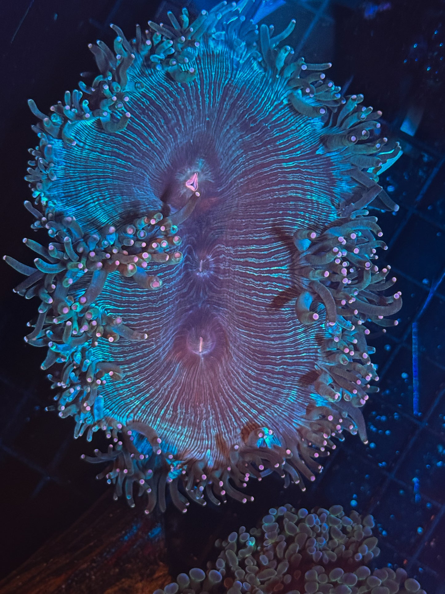 WYSIWYG Elegance Coral Live Frag Vibrant LPS Reef Aquarium