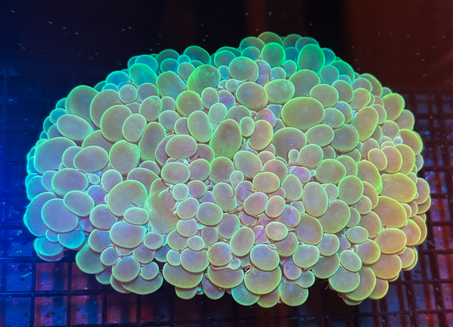 WYSIWYG Extra Large Bubble Coral Live Frag Vibrant LPS Reef Aquarium