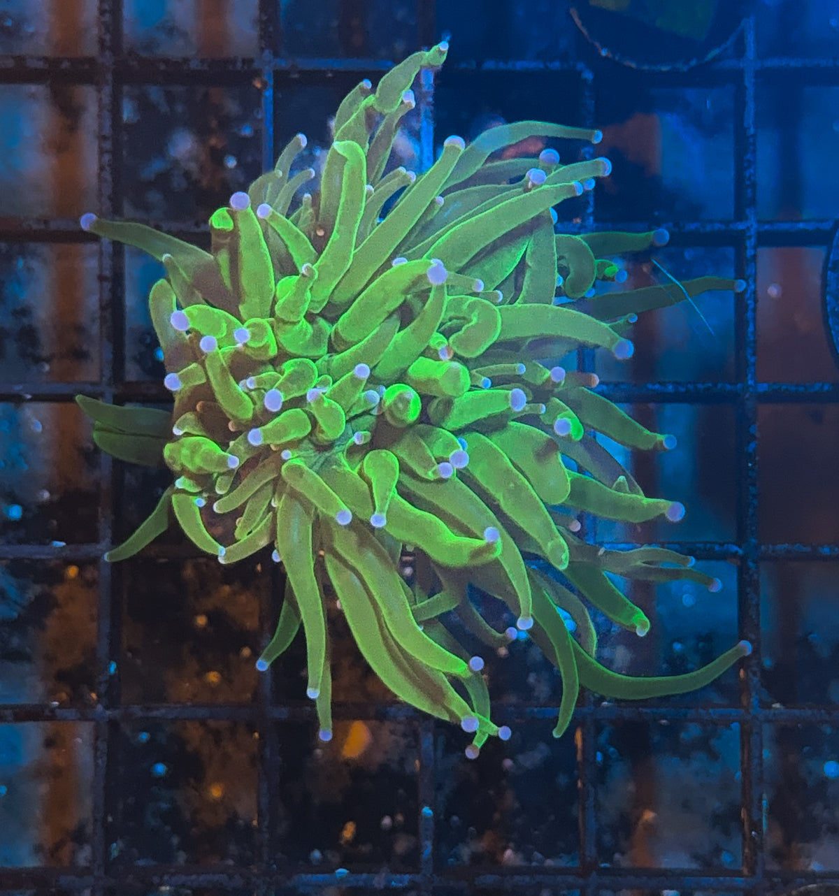 WYSIWYG Cotton Candy Torch Live Coral Frag Vibrant LPS Reef Aquarium