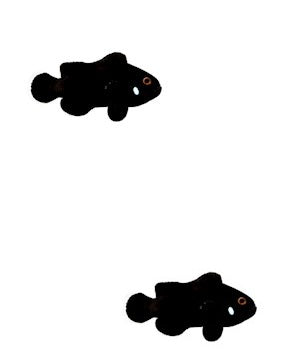 2-Pack Domino Ocellaris Clownfish Live Saltwater Fish Captive Bred Black White