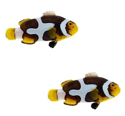2-Pack Onyx Picasso Clownfish Live Saltwater Fish – Designer Percula Pair