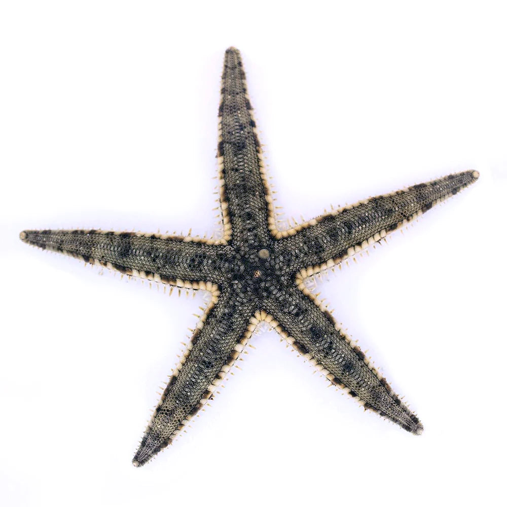 Sand Sifting Starfish – Efficient Saltwater Aquarium Live Cleaner
