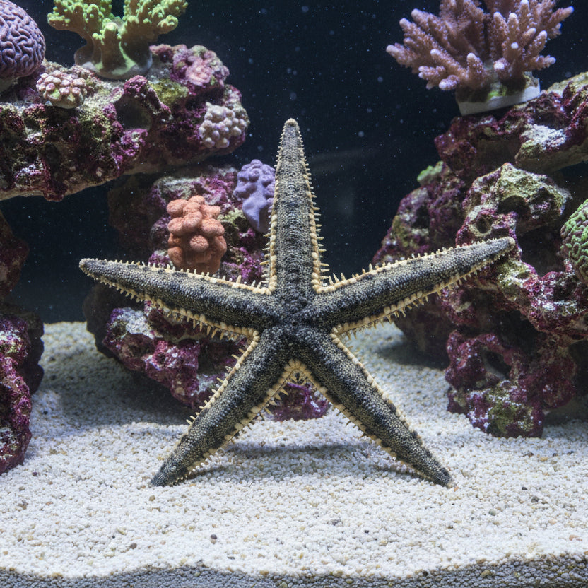 2-Pack Sand Sifting Starfish – Efficient Saltwater Aquarium Live Cleaner