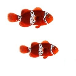 2-Pack Lightning Maroon Clownfish Live Captive Bred Saltwater Tank Fish