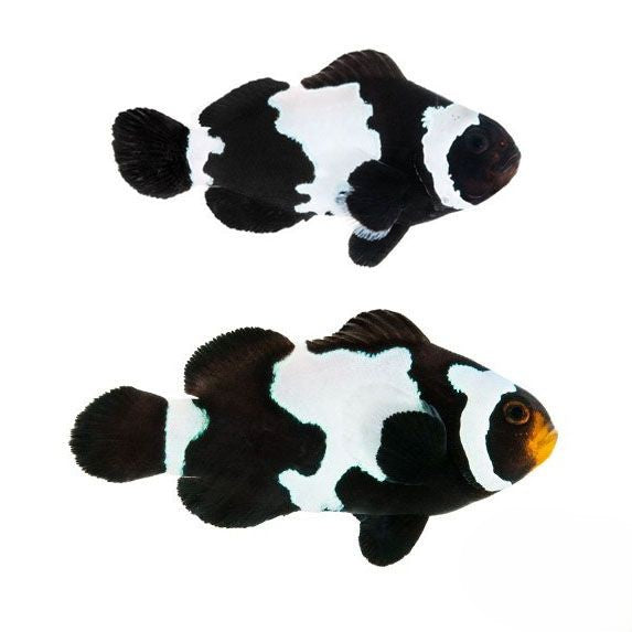 2-Pack Black Snowflake Ocellaris Clownfish β Live Captive-Bred Saltwater Aquarium Fish