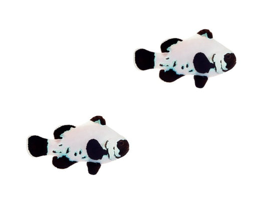 2-Pack Black Frostbite Ocellaris Clownfish Live Captive Bred Saltwater Tank Fish