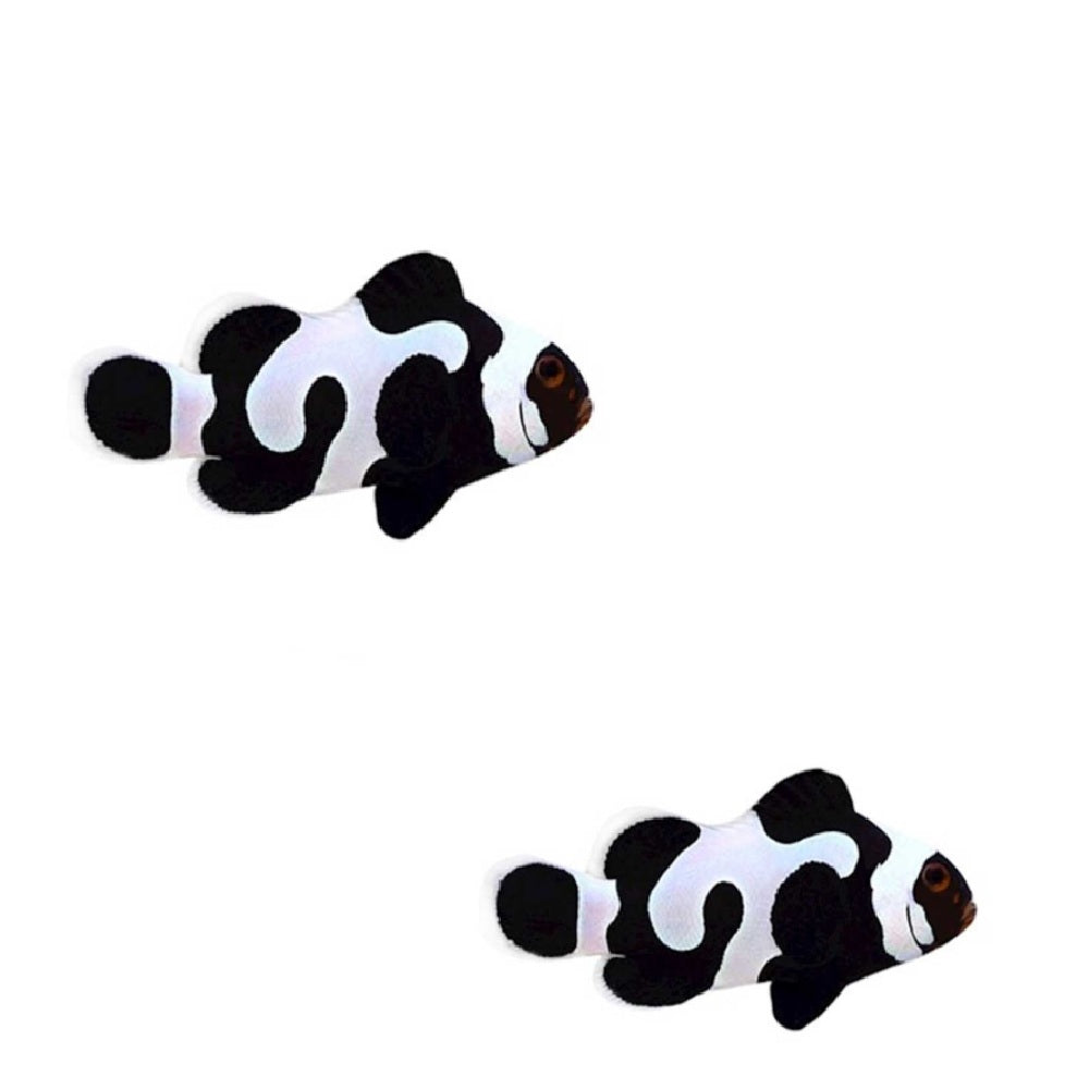 2-Pack Black Gladiator Ocellaris Clownfish β Live Saltwater Fish