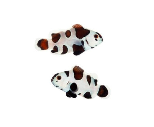 2-Pack Black Storm Ocellaris Clownfish  – Live Captive-Bred Saltwater Aquarium Fish