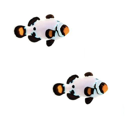 2-Pack Orange Frostbite Ocellaris Clownfish Live Captive Bred Saltwater Tank Fish