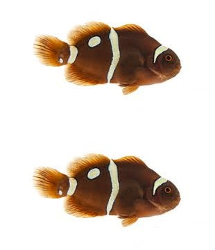 2-Pack Gold Dot Maroon Clownfish Live Saltwater Fish Captive Bred Designer