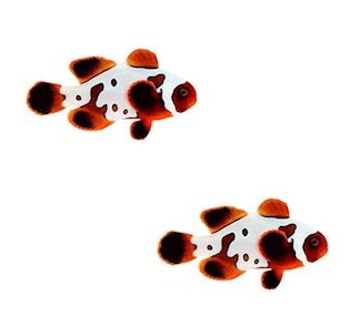 2-Pack Gold x Lightning Maroon Clownfish – Vibrant Saltwater Live Fish