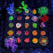 5-Pack Starter Coral Frags Live LPS SPS Softies Mixed Reef Pack Color
