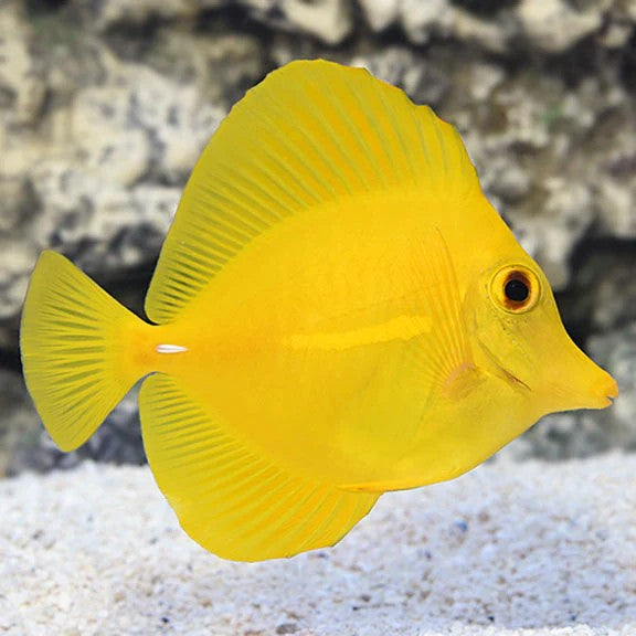 Yellow Tang Live Reef Aquarium Fish Saltwater Marine 1.5-2 Inch