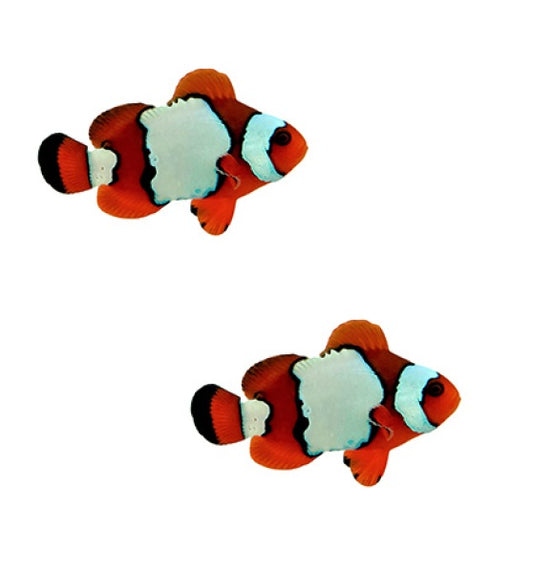 2-Pack LuxLightning Maroon Clownfish Live Saltwater Hybrid – Rare Variety