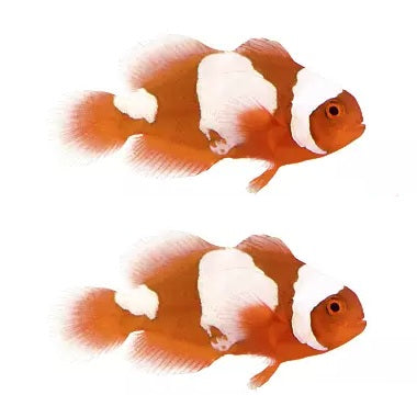 2-Pack Snowflake Maroon Clownfish Live Saltwater Fish Captive Bred Designer