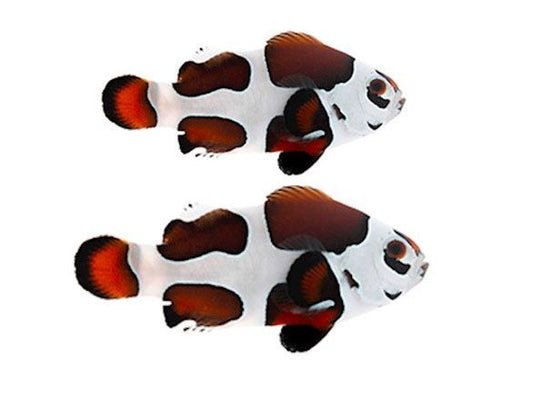 2-Pack Mocha Storm Ocellaris Clownfish  – Live Captive-Bred Saltwater Aquarium Fish