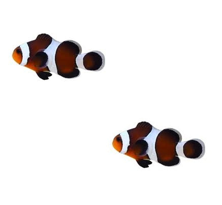 2-Pack Mocha Ocellaris Clownfish Live Saltwater Fish – Captive Bred