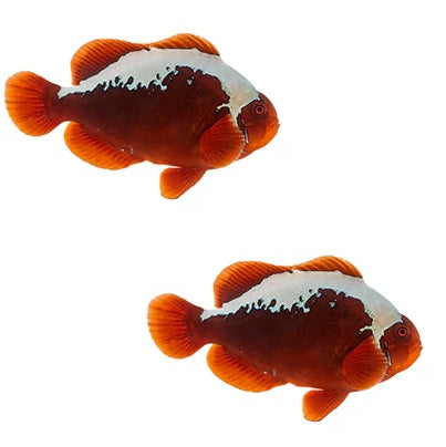 2-Pack Mohawk Maroon Clownfish Live Saltwater Fish – Bold Designer Captive-Bred Reef Safe