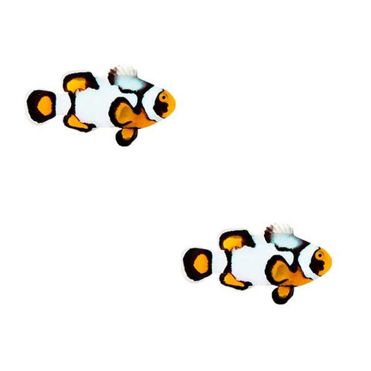 2-Pack Nebula Picasso Percula Clownfish Live Captive Bred Saltwater Tank Fish